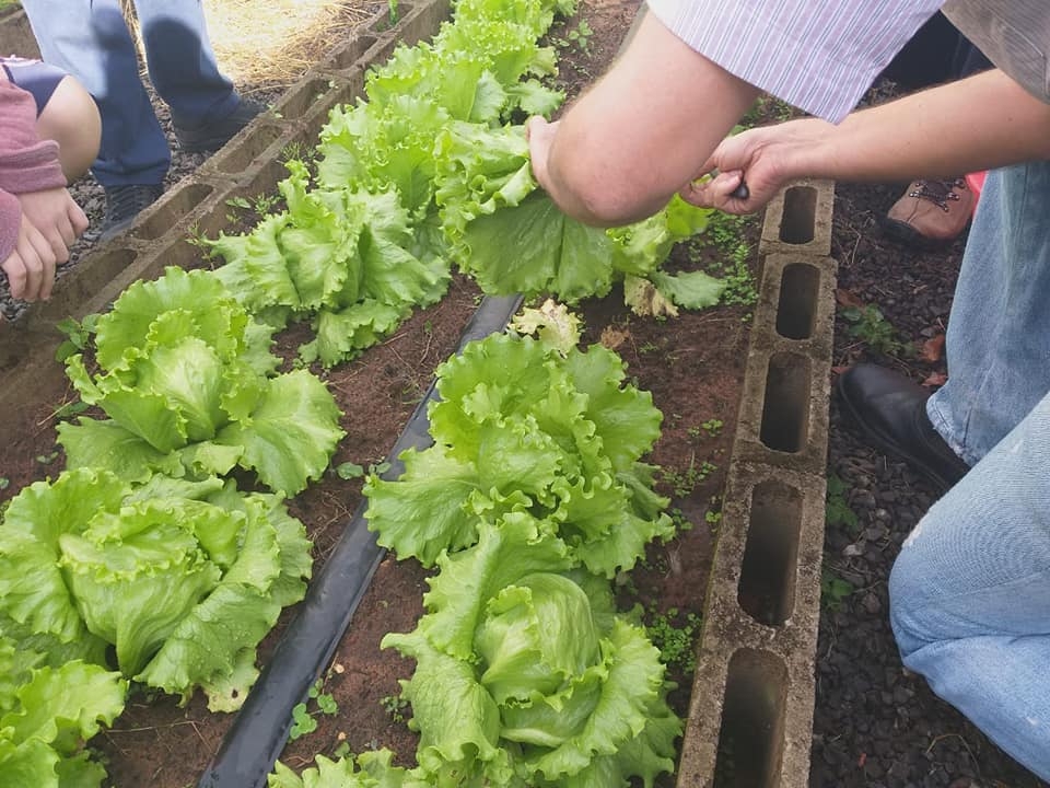 Horta com orientação do agrônomo Dr. Thomaz